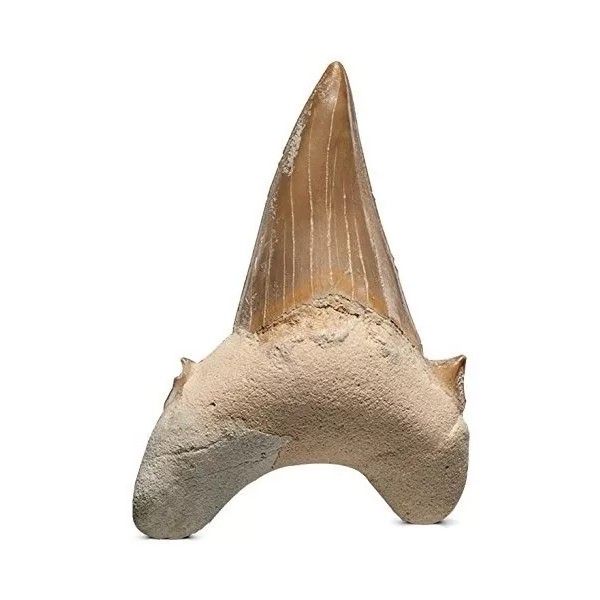 Kalifano Auténticos Fosilizados Dientes De Tiburón Prehistór
