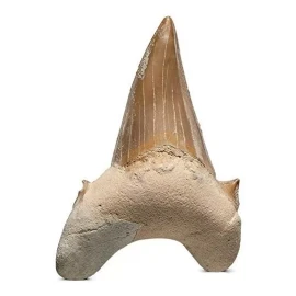 Kalifano Auténticos Fosilizados Dientes De Tiburón Prehistór