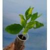 Unbranded Organic Lemon Tree Seedling 7+inch tall Starter Plant