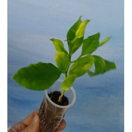 Unbranded Organic Lemon Tree Seedling 7+inch tall Starter Plant