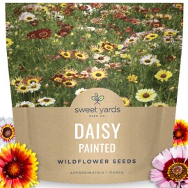 Painted Daisy - Large 1 Ounce Packet - 10,000 Flower Seeds for Planting - Tanacetum coccineum