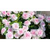 Mixed Impatiens Balsamina Balsam Seeds Camelia Impatiens Seeds Double Flower