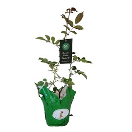 Prom Queen Old Garden Antique Own Root Climbing Rose Double White Repeat Bloomer Starter Size Emerald TM