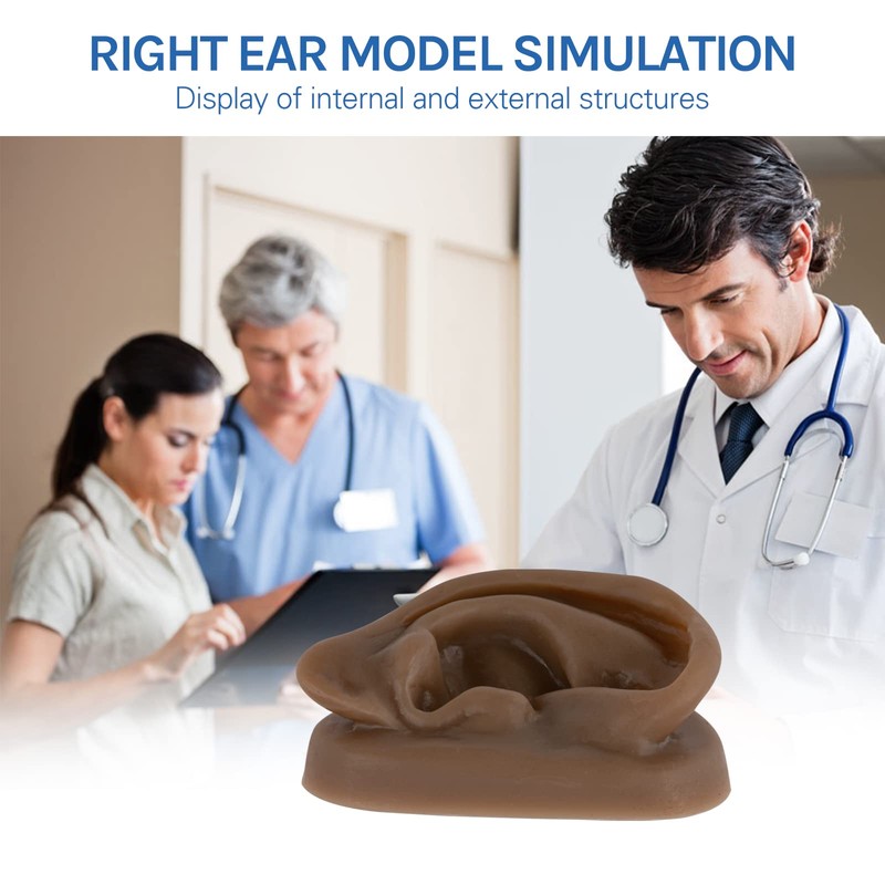 SimCoach Modelo de oreja de acupuntura, réplica de oreja artificial
