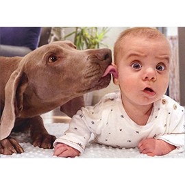 Dog Licks Baby's Ear Avanti Funny/Humorous Birthday Card