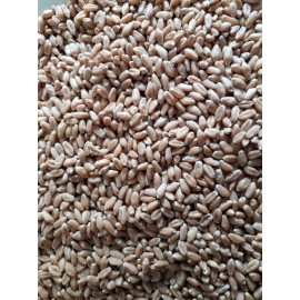 Unbranded Semillas de Trigo Orgánicas/Orga