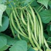 Southeast Seeds Tendergreen Improved Bush Green Bean Seeds, Stringless, NON-GMO,
