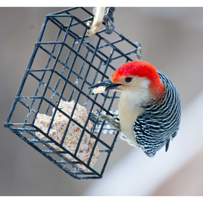 ST. ALBANS BAY SUET PLUS Suet Cake Variety Packs, 11