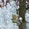 Bird Feeder for Outdoors, Suet Feeder for Outside Hanging Suet