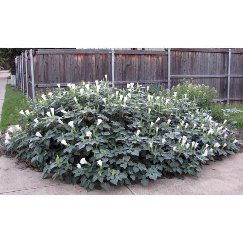 Freshseed White Angel Trumpet Datura Seeds 50