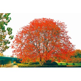 30 Triadica sebifera Seeds Chinese Tallow Tree Candleberry Tree, Chicken Tree, Florida Aspen Gray Popcorn Tree.