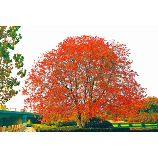 30 Triadica sebifera Seeds Chinese Tallow Tree Candleberry Tree, Chicken