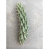 Cylindropuntia fulgida mamillata Cactus (Chain Fruit Cholla) Super Food Plant