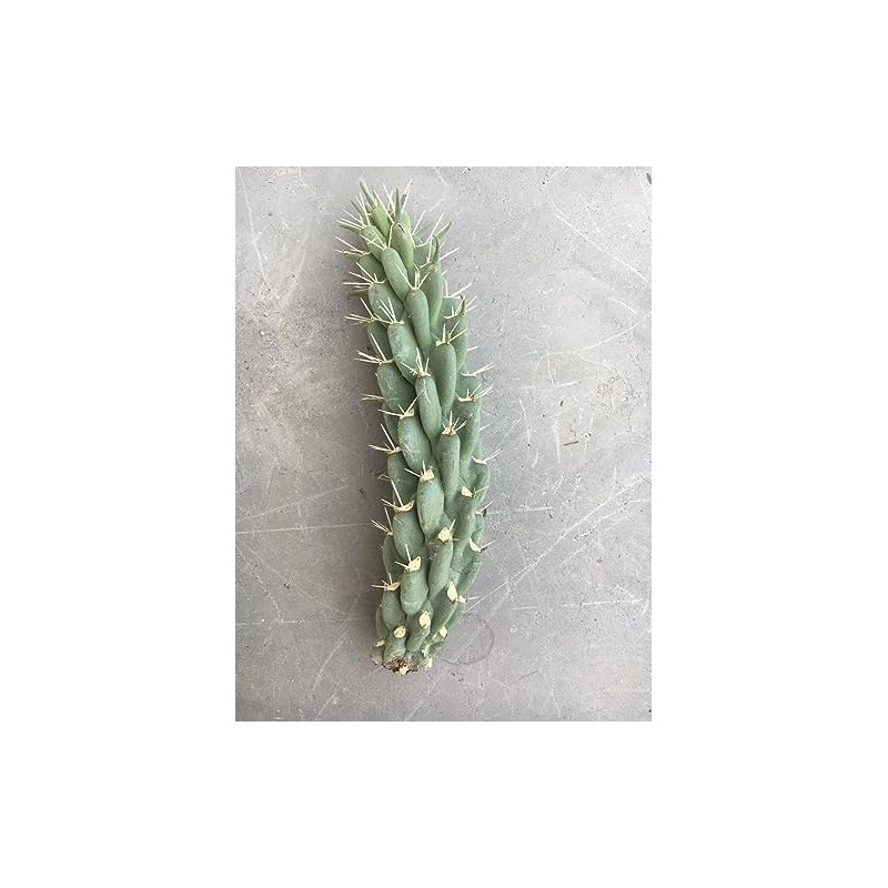 Cylindropuntia fulgida mamillata Cactus (Chain Fruit Cholla) Super Food Plant