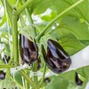Piteno 300Pcs Tomato Clips - Durable Plant Support for Garden