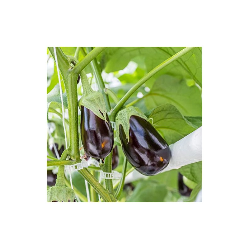Piteno 300Pcs Tomato Clips - Durable Plant Support for Garden