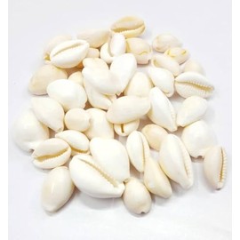 Natural White Kaudi Shells- Safed Kaudi Kauri kawri kaudee Kodi for Laxmi Puja | Diwali Pooja | Decorative Showpiece - Pack of 11 pieces