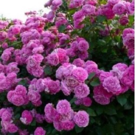 Toadstool Seeds 10 Climbing Purple Rose Seeds Flower Bush Perennial Shrub Flowers Seed 1299
