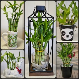 Lucky Bamboo Plants 100 LUCKY BAMBOO PLANTS 4" Free 5 Butterfly Stakes, Indoor, Wholesale Price