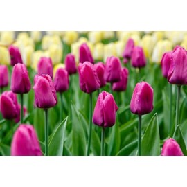 Tulip Single Early 'Purple Prince' (Triumph Tulip) Size 12/+ cm, Bulbs for Planting, Open Pollinated, Heirloom, Non-GMO, Bulbous Perennial, Tulipa Purple Prince, Single Early Tulips (15 Bulbs)