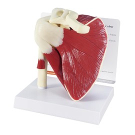 GPI Anatomicals - Muscled Shoulder Model, Right Shoulder Joint with Muscles Model for Human Anatomy, Physiology Education, Anatomy Model for Doctor's Office and Classrooms, Medical Learning Resources
