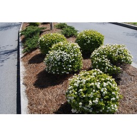 Viburnum Mrs. Schiller's Delight I 3 Live Plants I Dwarf Obovatum I Evergreen Shrub with Fragrant White Blooms, Ideal for Hedges, Borders, and Ornamental Landscaping