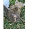 NUU YOU Gopher Mole Vole Tunnel Trap Sensitive Trapper Eco