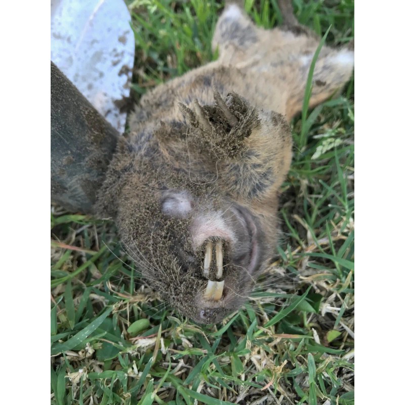 NUU YOU Gopher Mole Vole Tunnel Trap Sensitive Trapper Eco