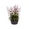 elho Brussels Bowl 23 - Flower Pot for Indoor -