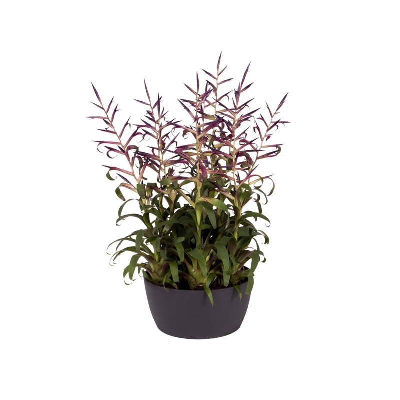elho Brussels Bowl 23 - Flower Pot for Indoor -