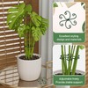Yeomant 4PCS Iron Monstera Support, Uniquely Designed Plant Support Stakes