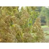 Seeds Bee Blooming Royal White Quinoa - 100 Seeds COMB. S/H SEE OUR STORE!