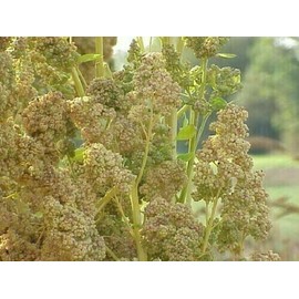 Seeds Bee Blooming Royal White Quinoa - 100 Seeds COMB. S/H SEE OUR STORE!