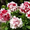 300pcs Mixed Double Petunia Seeds Flowers Seed - Double Cascade