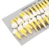 1:1 Scale Permanent Tooth Model 32pcs Dual Colors Permanent Resin