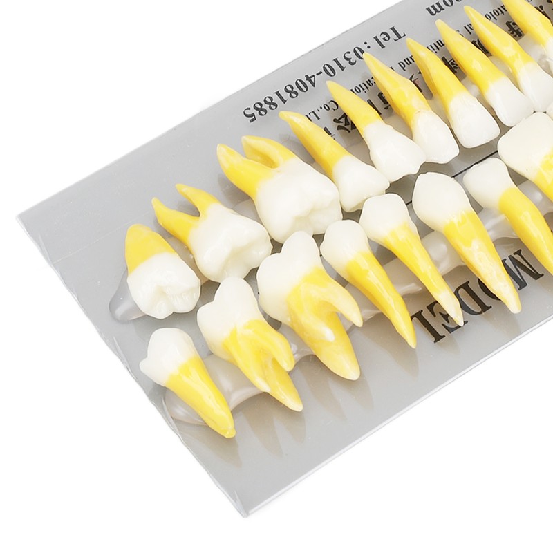 1:1 Scale Permanent Tooth Model 32pcs Dual Colors Permanent Resin