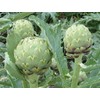 Artichoke Green Globe Great Heirloom Vegetable by Seed Kingdom 25