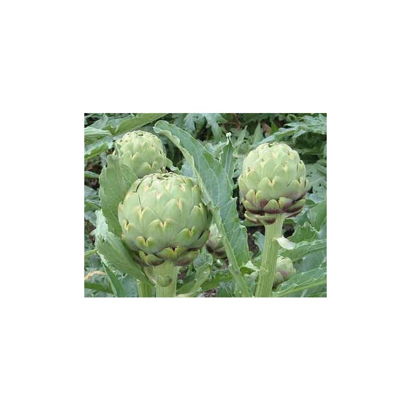 Artichoke Green Globe Great Heirloom Vegetable by Seed Kingdom 25