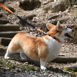 GEWALK LGE100 EXTM-Comfort Dog Collar (Orange, S)