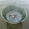 Fish Trap Portable Round Crabbing Net Nylon Folding Fishing Net