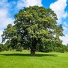 Shumard Red Oak | 10 Live Trees | Quercus Shumardii