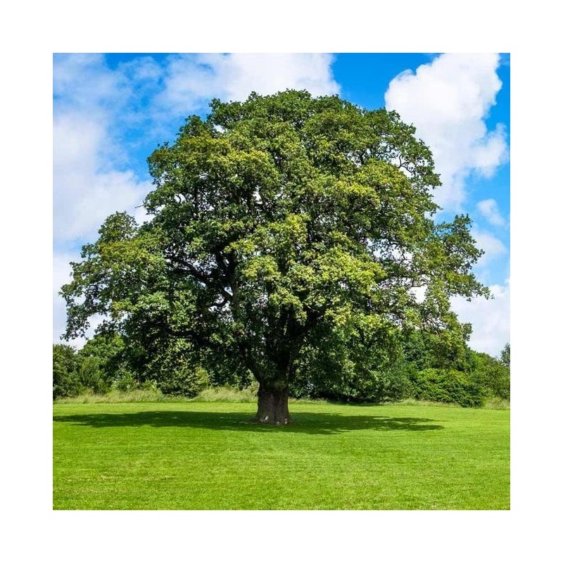 Shumard Red Oak | 10 Live Trees | Quercus Shumardii