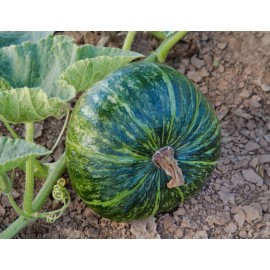 Sunshine Seeds Japanese Delica Kabocha Squash Seeds (20) / ORGANIC / FLORIDA GROWN / RARE