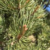 JENNY JOY'S HANDMADE SOAP Pinon Pine Salve with Eucalyptus &