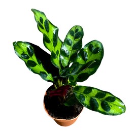 PLANTVERS Calathea Lancifolia in a 2" Nursery Pot – Rattlesnake Plant – Pet-Friendly Indoor Houseplant – Low-Light & Easy Care – Tropical Home & Office Decor