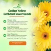 Outsidepride Golden Yellow Gerbera Seeds - 20 Pcs Perennial, Compact