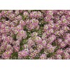 4000 Dwarf Pink Sweet Alyssum Seeds - Great Ground Cover