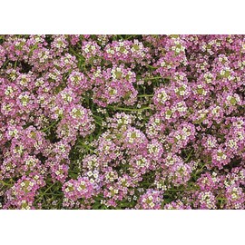 4000 Dwarf Pink Sweet Alyssum Seeds - Great Ground Cover