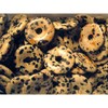 Dalmation Jasper Donut for Pendant (Small)