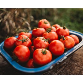 Oregon Spring Tomato - 50 Seeds - Rare Heirloom Tomato, Parthenocarpic Tomato Variety, Great for Greenhouses, Non-GMO, Heirloom Tomato Seeds for Planting in The Home Garden, Thresh Seed Company